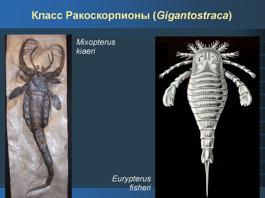 На рисунке изображен ракоскорпион вымершее животное обитавшее 420 млн лет назад