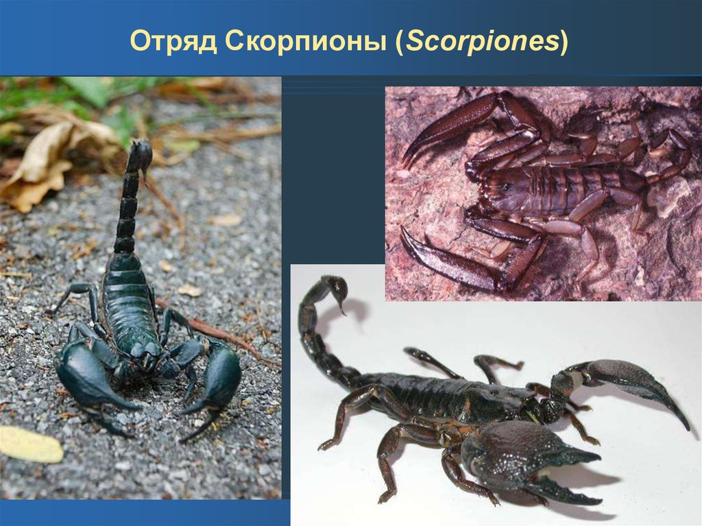 Класс паукообразные Скорпионы. Скорпион класс Членистоногие.