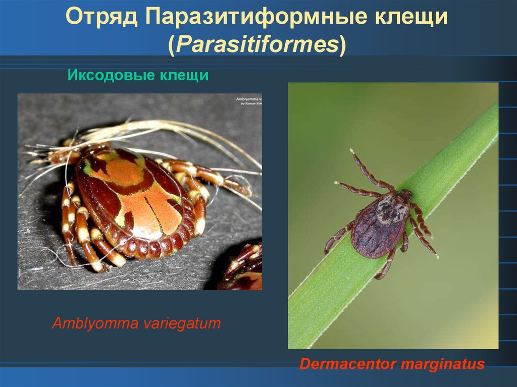Особенности клещей. Представитель отряда паразитиформные клещи. Отряд паразитиформные клещи. Представители отряда клещей. Отряд клещи представители.