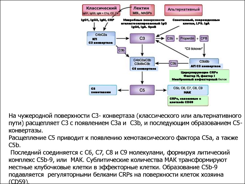 Образование c. Компонентный состав с3 конвертазы. Реакции образования c3-конвертазы. С5 конвертаза классического пути. С3 конвертаза функции.