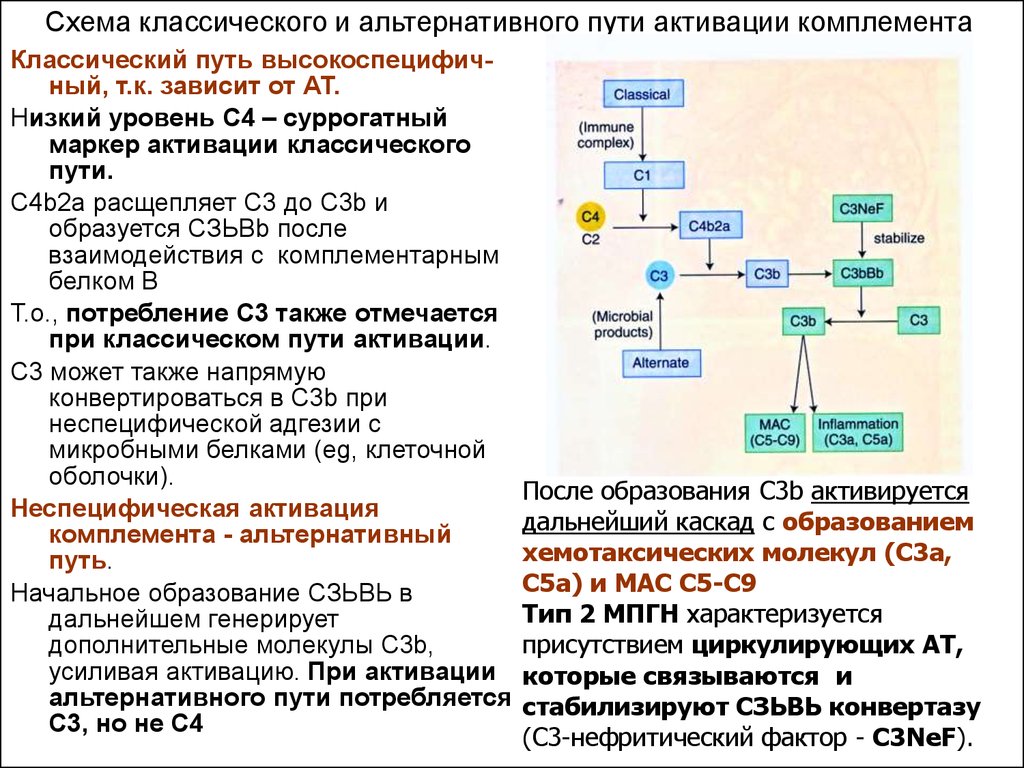 Схема активация комплемента