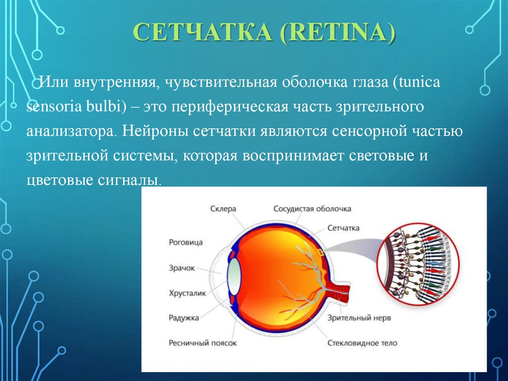 Внутренняя сетчатка. Сетчатая оболочка глаза ретина. Внутренняя оболочка сетчатка. Частями сетчатой оболочки являются.