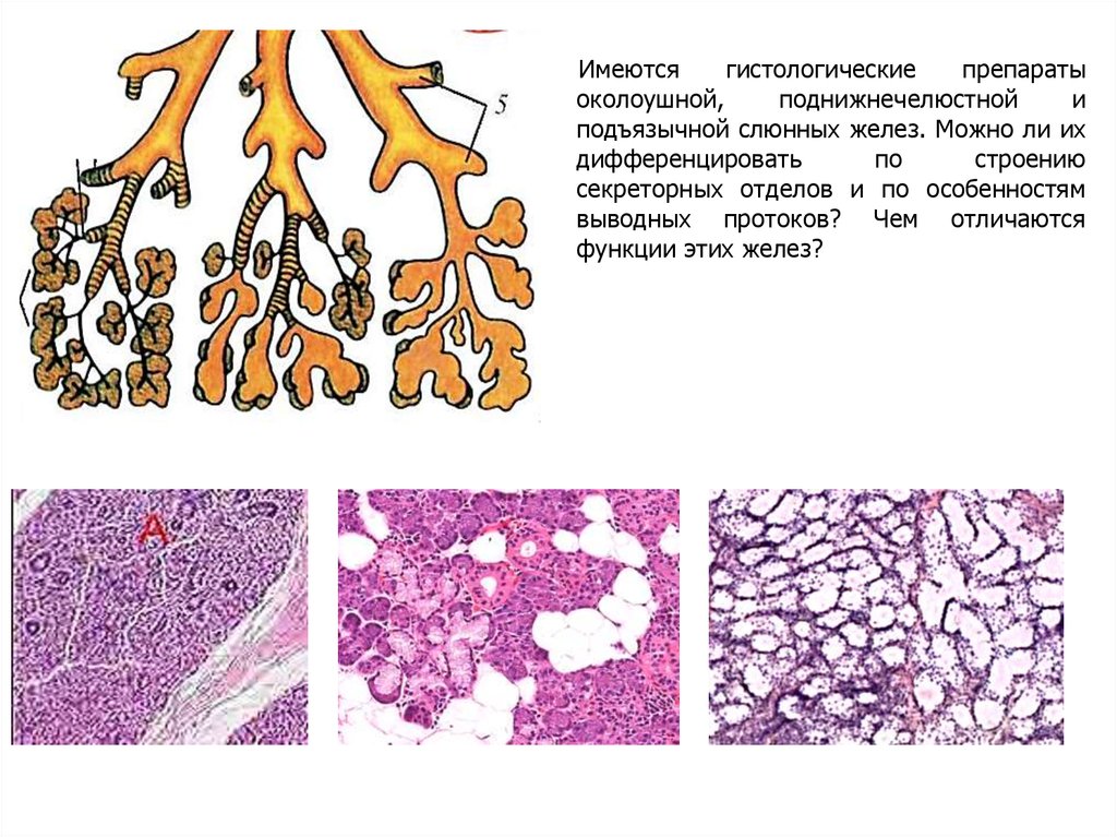 Железы гистология. Околоушная слюнная железа гистология препарат. Проток околоушной железы гистология. Функции околоушной железы гистология. Выводной проток околоушной слюнной железы гистология.