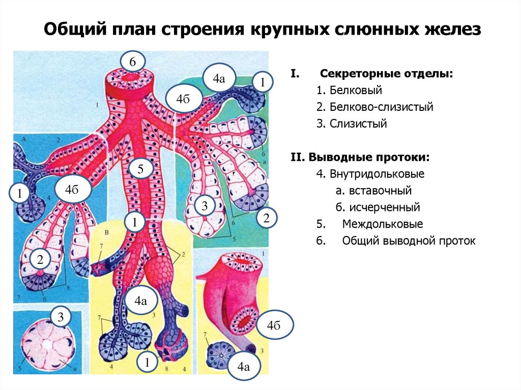 Схема слюнных желез