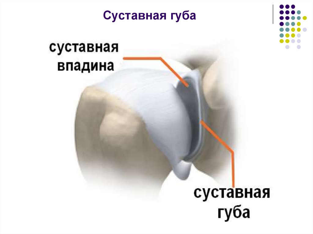 Передний верхний край. Суставная губа плечевого сустава анатомия. Суставная губа гленоида плечевого сустава. Фиброзно-хрящевая губа гленоида плечевого сустава. Губа гленоида плечевого сустава анатомия.