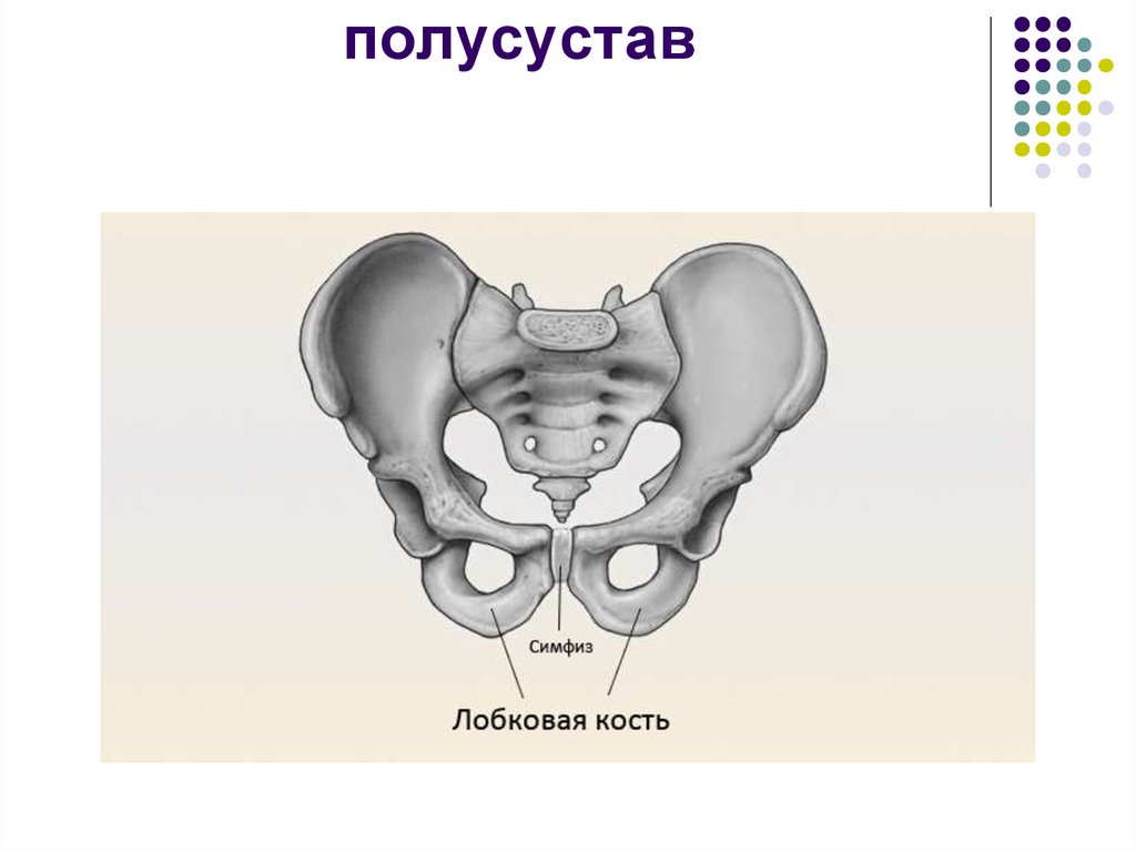 Симфиз это в анатомии. Полусуставы симфизы. Лобковый симфиз полусустав кости. Полусуставы строение. Строение симфиза.
