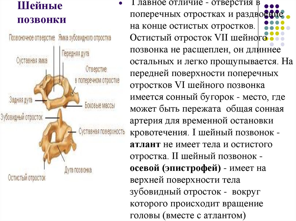 Отличие тела. Второй шейный позвонок зубовидный. Остистый отросток первого шейного позвонка. Отличия шейных позвонков. Шейные позвонки отличия.