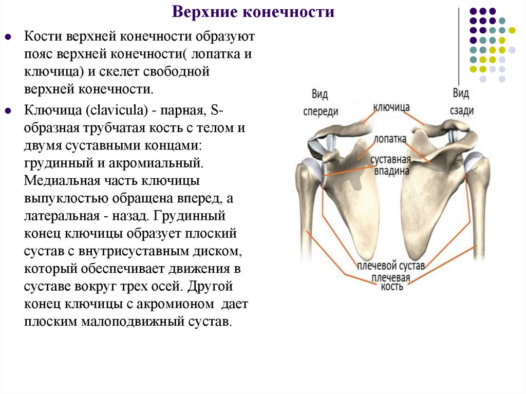 Скелет верхних конечностей лопатка. Кости плечевого пояса строение. Особенности строения соединения костей плечевого пояса. Анатомия плечевой кости и лопатки. Скелет пояса верхних конечностей Тип соединения..