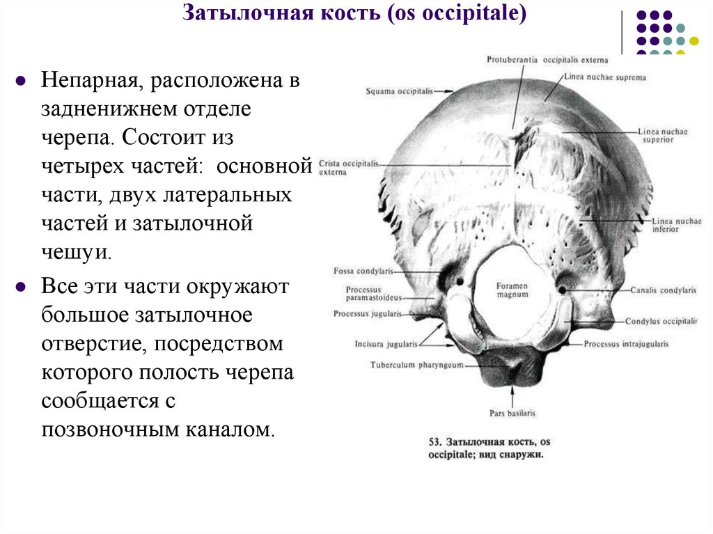 Мыщелки черепа. Внутрияремный отросток затылочной кости. Основная (базилярная) часть затылочной кости. Linea nuchae Superior затылочной кости. Строение затылочной кости черепа человека анатомия.