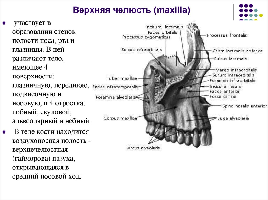 Клыковую ямку. Анатомия верхней челюсти и нижней челюсти. Верхняя челюсть анатомия сбоку. Бугор верхней челюсти анатомия. Слезная борозда анатомия верхняя челюсть.