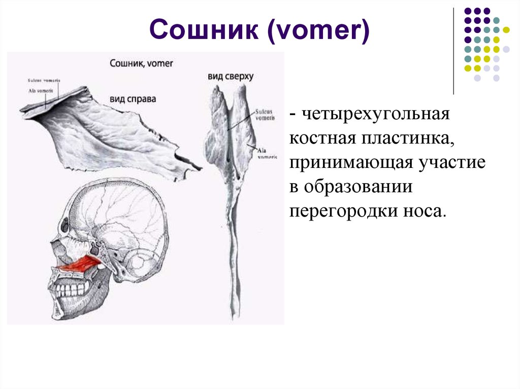 Сошник кость. Сошник кость черепа анатомия. Сошник анатомия строение. Сошник кость анатомия человека. Строение сошника кости.