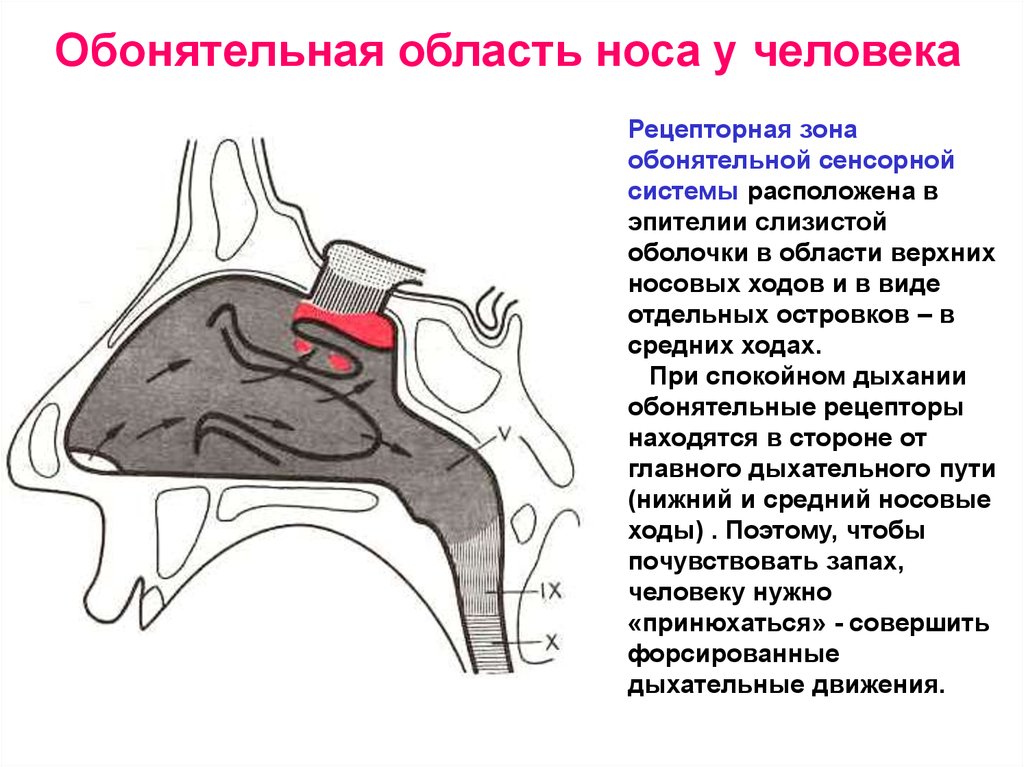 Обонятельная область носа. Полость носа обонятельная и дыхательная области. Обонятельная часть слизистой оболочки носа. Обонятельная область полости носа расположена. Дыхательная область и обонятельная область носа анатомия.