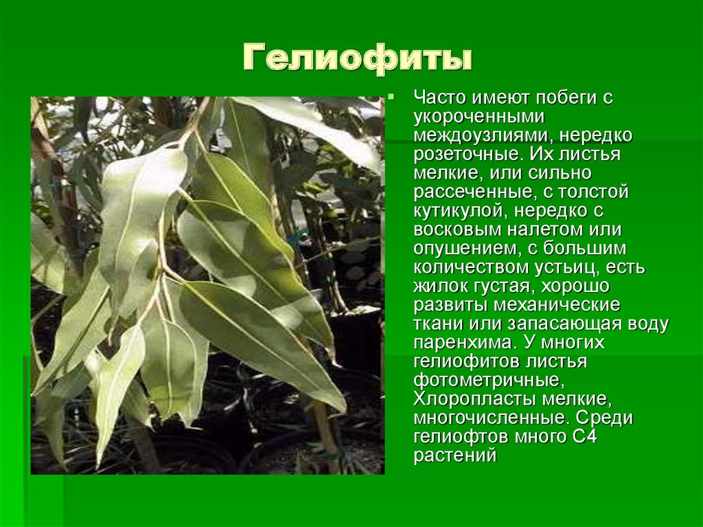 Часто имеют сильно рассеченные и линейные листья. Гелиофиты. Листья гелиофитов. Светолюбивые гелиофиты. Укороченные побеги гелиофиты.