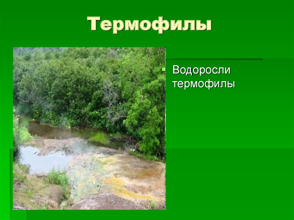 Наземно воздушные водоросли