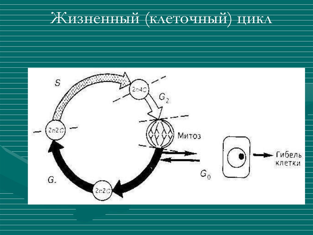 Жизненная клетка. Временная организация клетки. Жизненный цикл клеток ротовой полости. Понятие «клеточный цикл».. Временная организация клетки кратко.