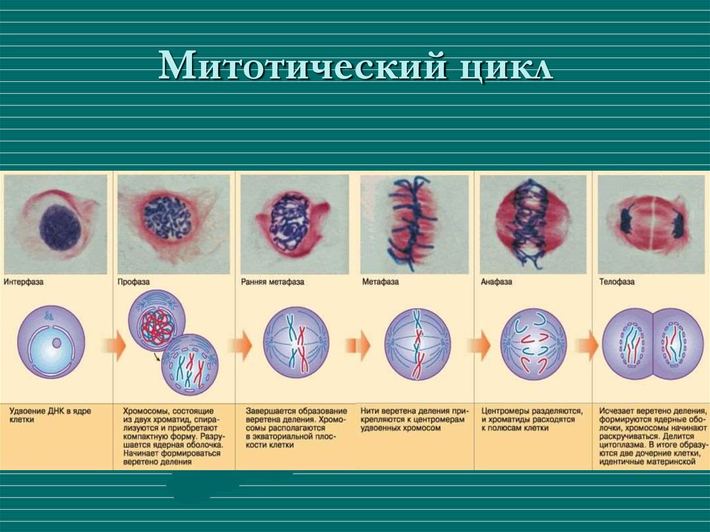 Фаза подготовки клетки к делению. Клеточный митотический цикл клетки периоды. Митотический цикл интерфаза митоз. Периоды митотического деления клетки. Клеточный митотический цикл клетки таблица.