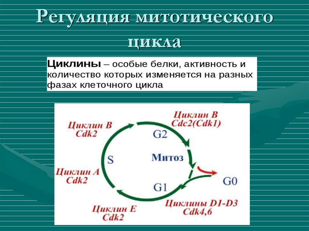 Схема митотического цикла