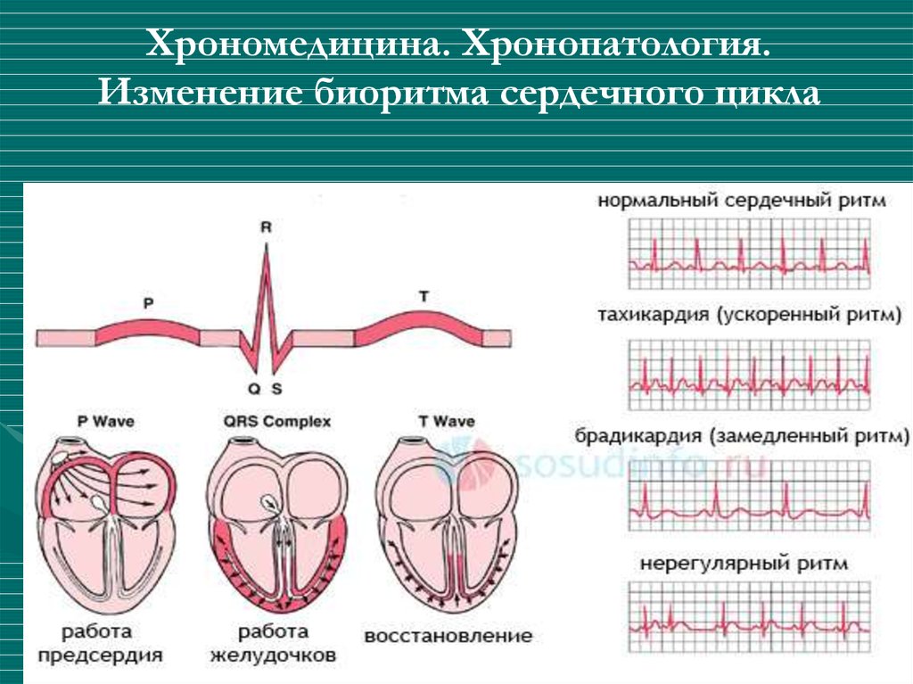 Биоритмы и хронопатология презентация