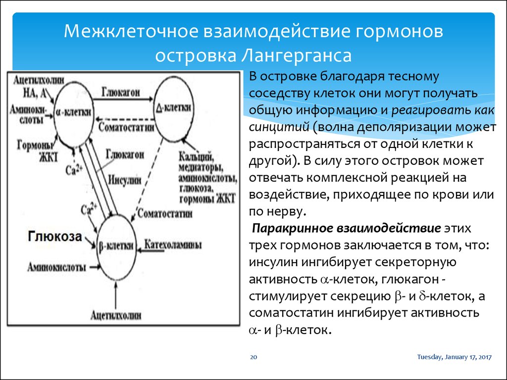 Помогающее взаимодействие. Межклеточные взаимодействия. Взаимосвязь гормонов. Типы взаимодействия гормонов. Виды взаимодействия гормонов между собой.