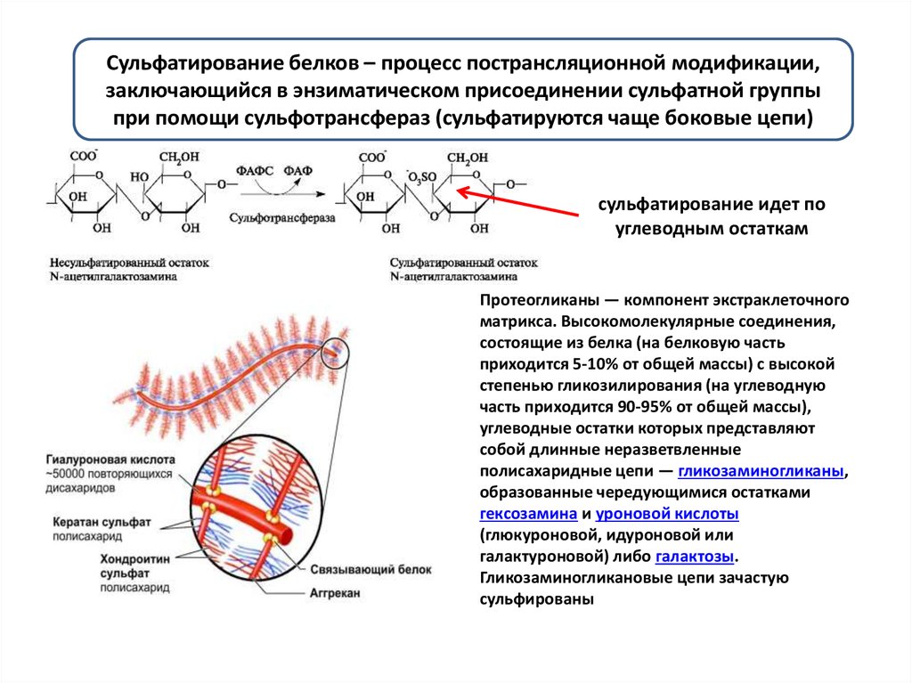 Синтез протеогликанов схема