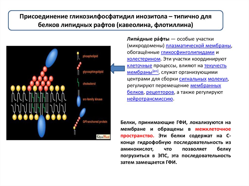 Обеспечивает модификацию белков