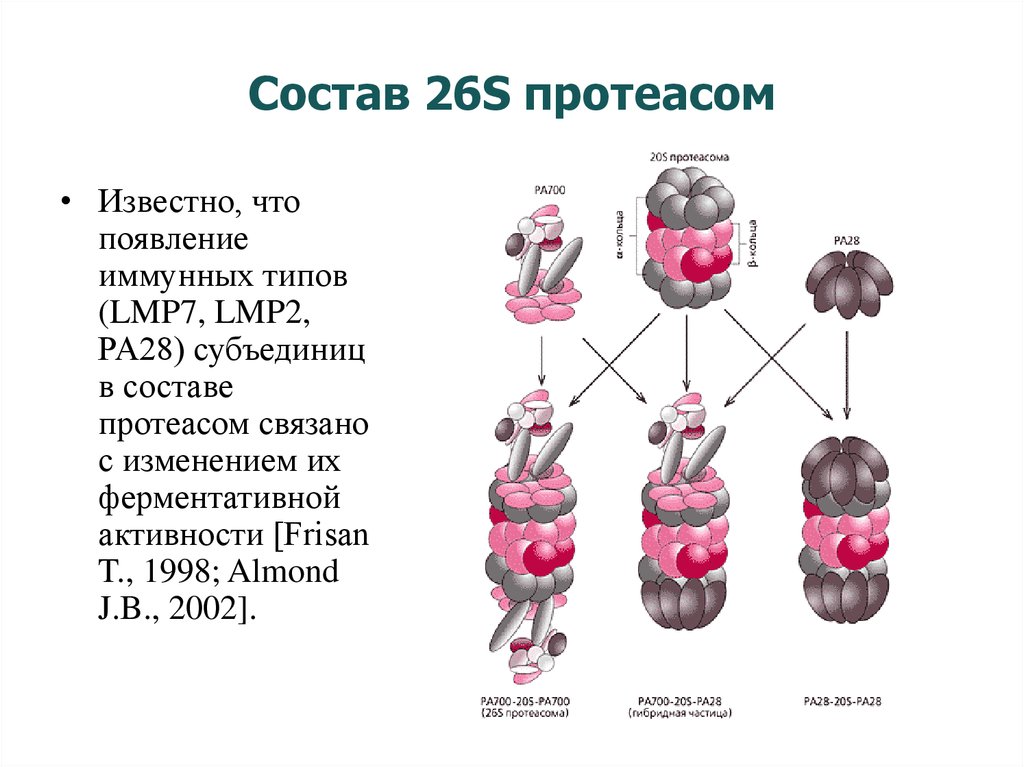 Обеспечивает модификацию белков. Протеасомы строение и функции. 20s Протеасома. Иммунные протеасомы. Строение 20s протеасомы.