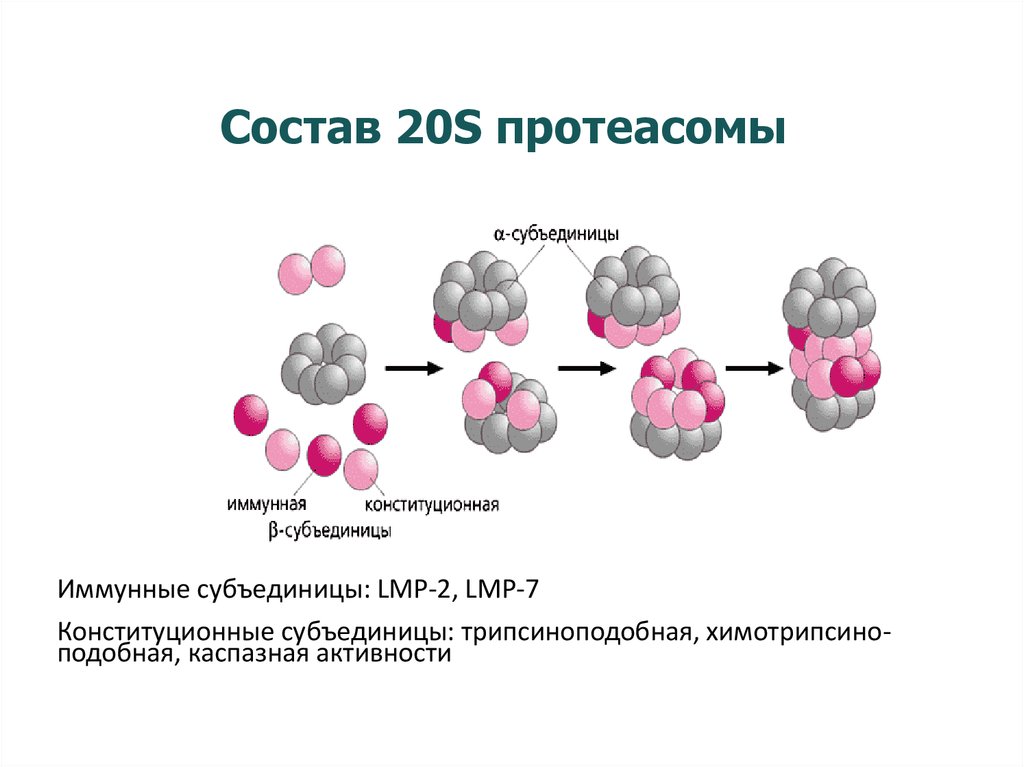 Обеспечивает модификацию белков