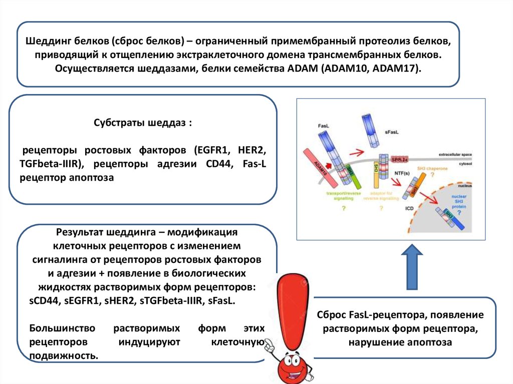 Пострансляционная модификация белков