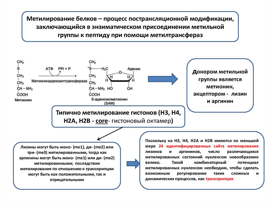 Процессы белков