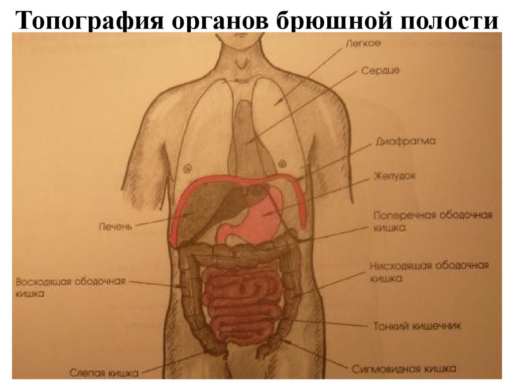 Расположение внутренних органов мужчины в брюшной полости. Строение брюшной полости человека схема. Органыбрющной полости. Органы брюшюшной полости. Внутренние органы живота.