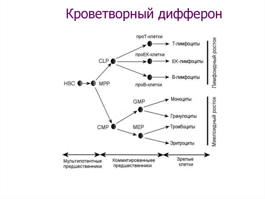 Как называется последовательность клеток приведенная на схеме