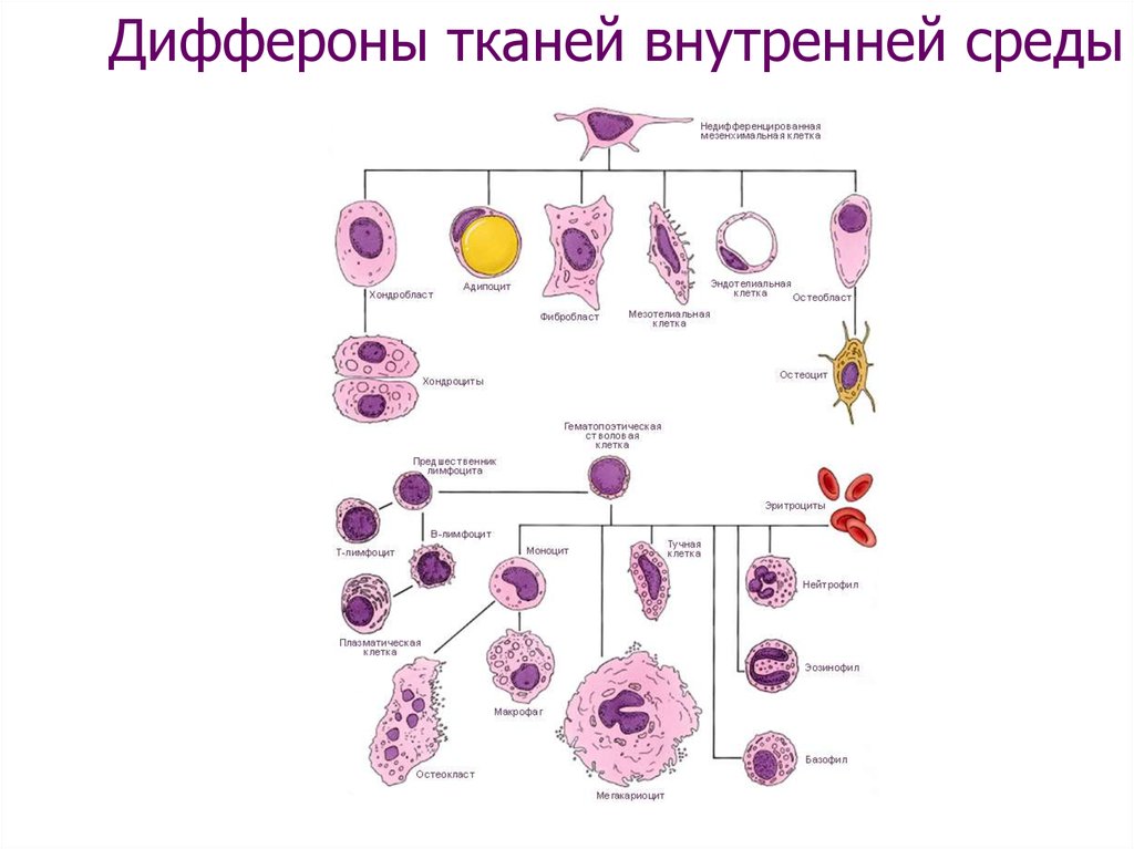 Стволовые клетки гистология презентация