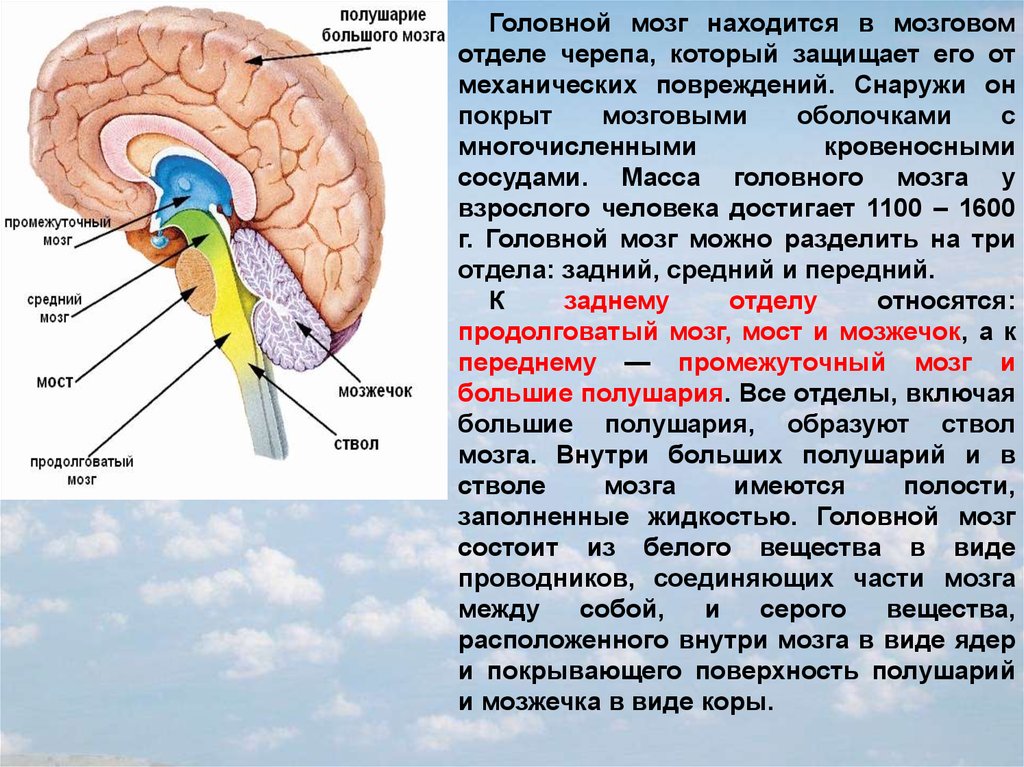 Виды мозга. Отделы мозга. Расположение головного мозга. Отделы и полости головного мозга. Отделы ствола головного мозга человека.