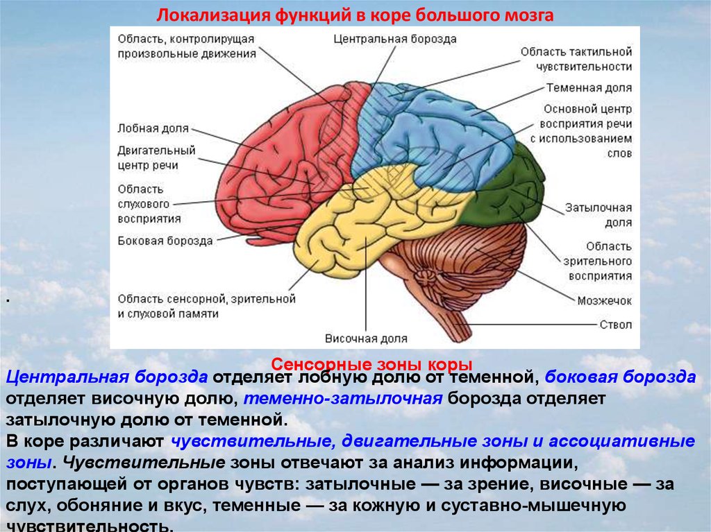 Задние доли мозга. Корковые центры и их локализация. Локализация анализаторов в коре головного мозга. Локализация ядер анализаторов в коре головного мозга.