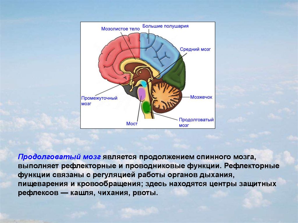 Отдел мозга содержащий центр кашлевого рефлекса. Отделы головного мозга центры регуляция дыхания. Проводниковая функция мозжечка. Рефлекторный отдел мозга. Продолговатый мозг центры регуляции.