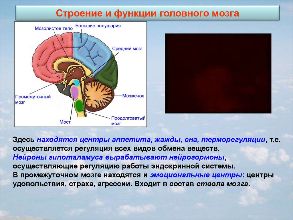 Центр голода в головном мозге. Центр головного мозга регулирующий обмен веществ расположен в. Центр терморегуляции в головном мозге. Головной мозг строение и функции. Центр жажды в головном мозге.