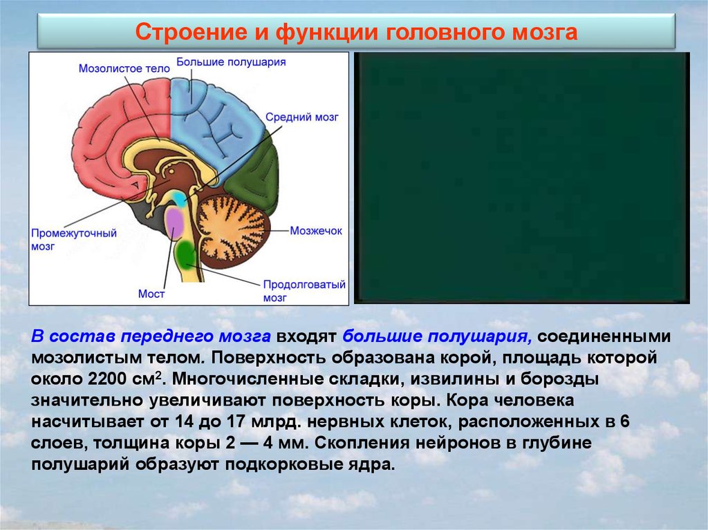 В переднем мозге полушария отсутствуют. Мозолистое тело конечного мозга функции. Функции отделов головного мозга мозолистое тело. Мозолистое тело строение и функции кратко таблица. Строение мозолистого тела головного мозга.