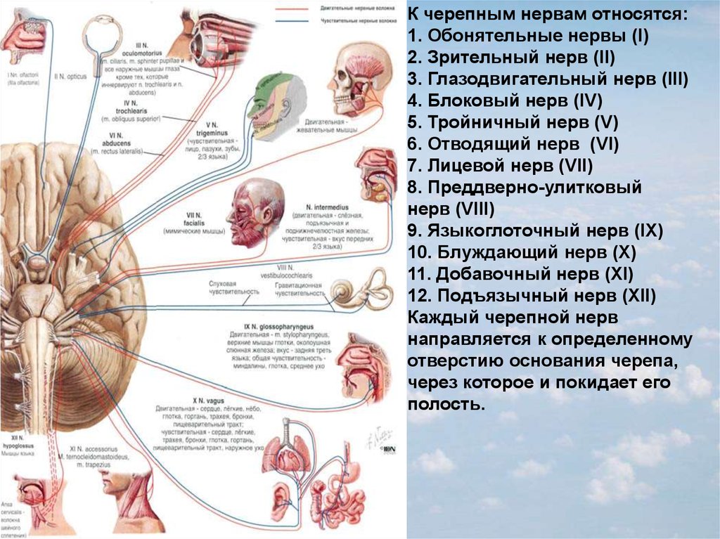 Сколько пар черепных нервов отходит. 12 Пар черепных нервов схема. Функции 12 пар черепно-мозговых нервов (ЧМН).. Схема строения черепных нервов. 12 Пара черепных нервов схема.