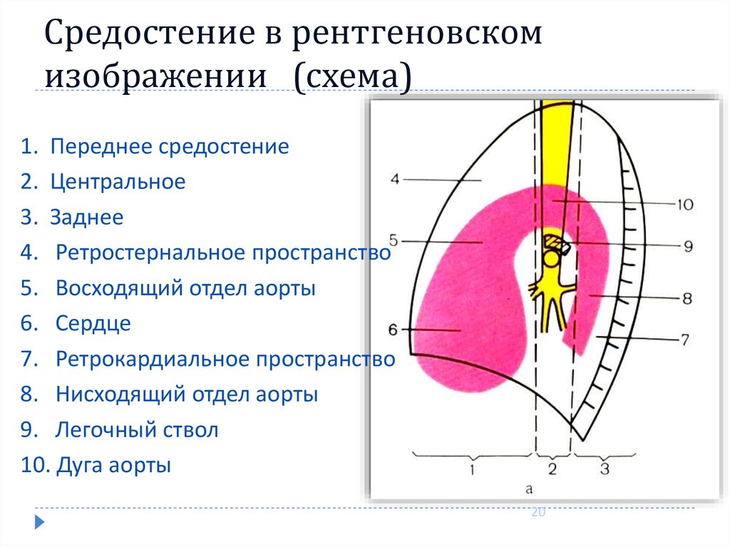 Органы средостения. Средостение топографическая анатомия схема. Топография средостения схема. Топография органов переднего средостения схема. Средостение отделы легких анатомия.