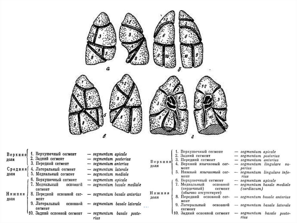 Язычковые сегменты левого. Сегментарное строение легких анатомия. Сегментарное строение легких боковая проекция. Схема строения сегментов легких. Сегменты и доли легкого на рентгенограмме схема.