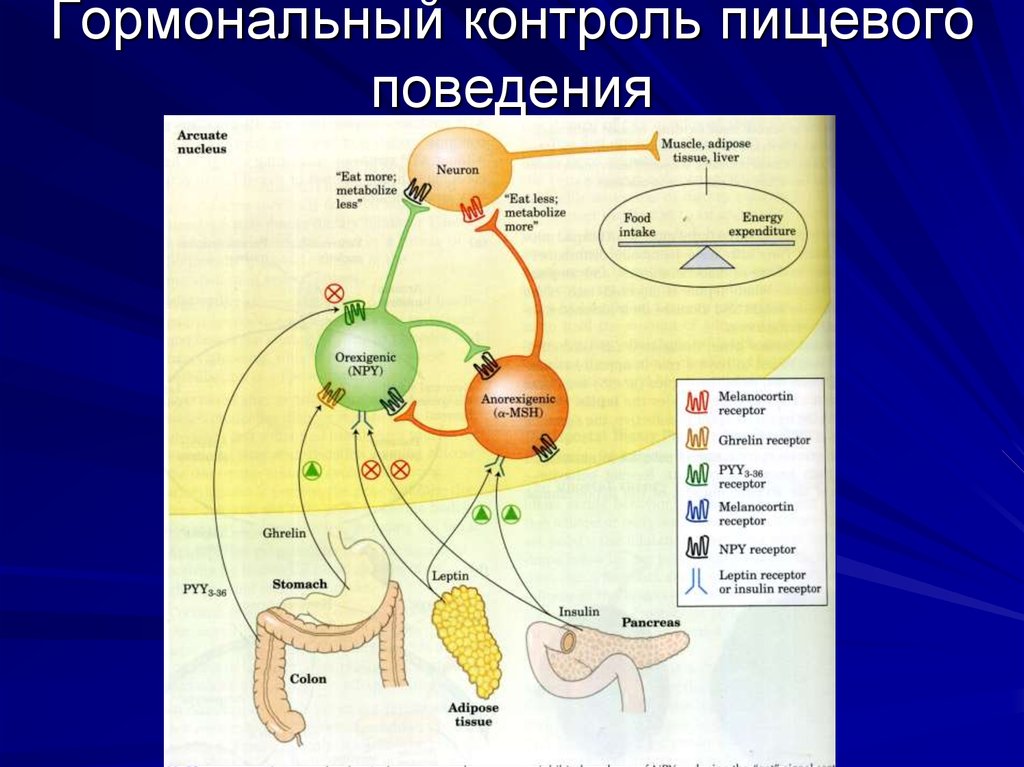 Схема регуляции пищевого поведения физиология