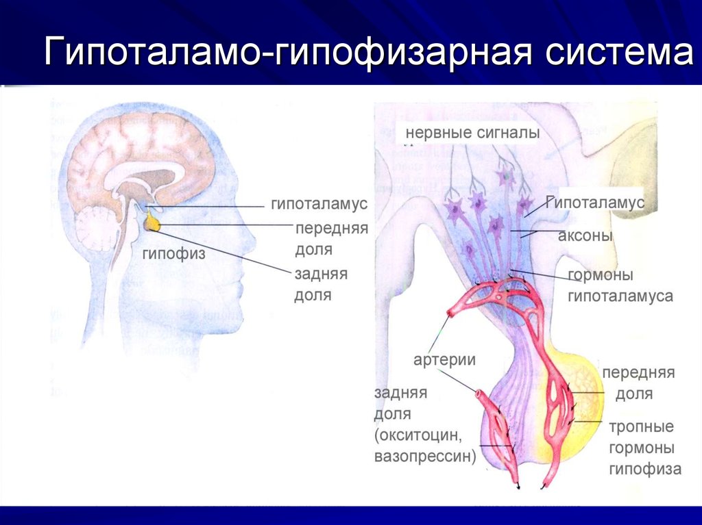 Гипоталамо гипофизарная система презентация