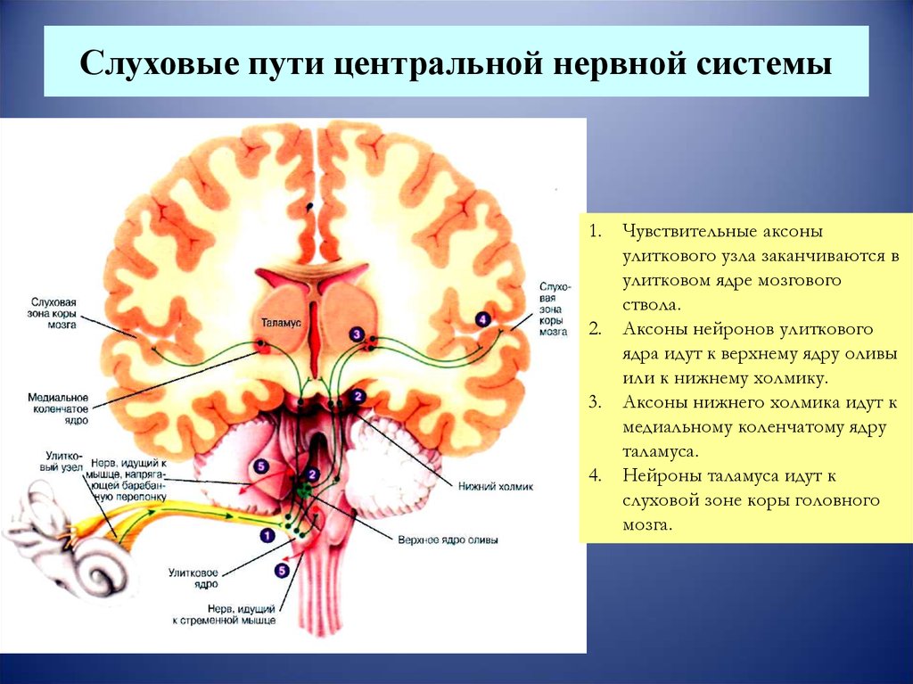 Нервные пути. Преддверно улитковый анализатор схема. Слуховые нервы слухового анализатора. Чувствительные ядра преддверно улиткового нерва функции. Ядра слухового анализатора находятся.