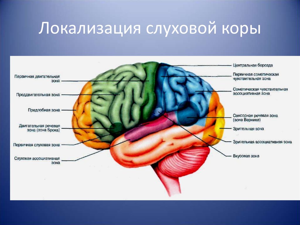 Зрительный анализатор находится в какой доле