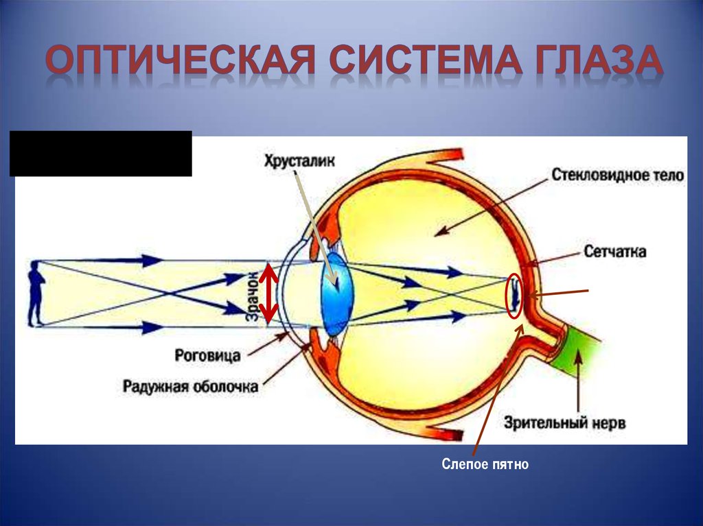 Какое образование относят к оптической системе глаза. Строение оптического аппарата зрительного анализатора. Оптическая система глаза аккомодация. Зрительный анализатор оптическая система глаза. Строение зрительного анализатора физиология.