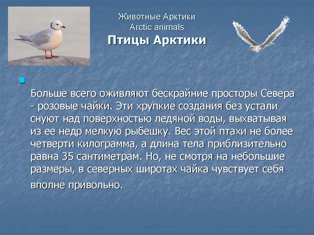 Как животные приспособились к жизни в антарктиде. Птицы Арктики сообщение. Чайки доклад. Птицы Арктики презентация. Сообщение о Чайке.