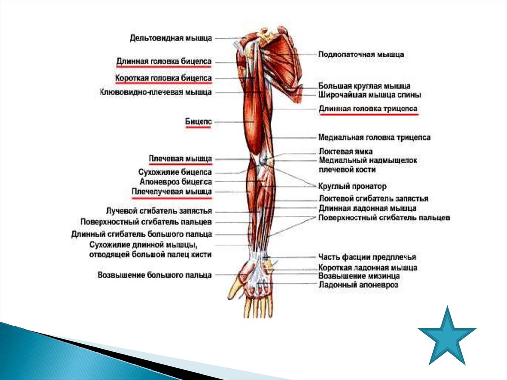 Предплечье где находится у человека. Самые большие мышцы предплечья. Трицепс длинная головка и короткая. Длинная головка двуглавой мышцы. Длинная головка бицепса.