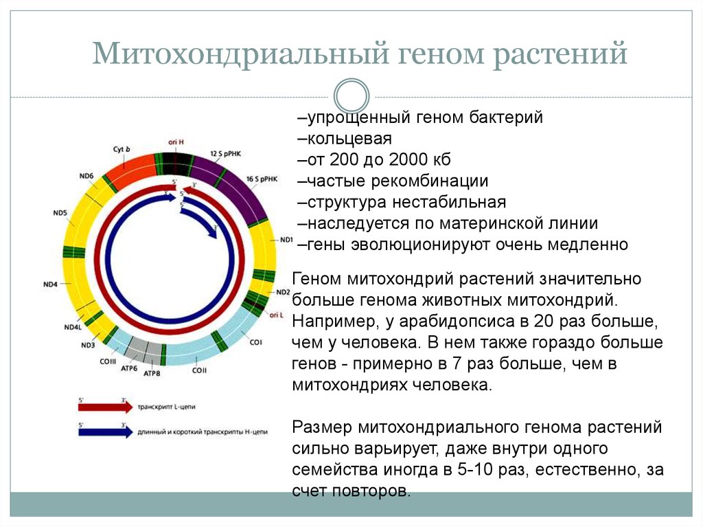 Организация и эволюция ядерного генома презентация