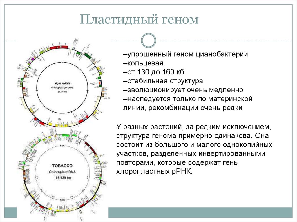 Геном растений. Структура и функции генома. Пластидный геном. Структура и размер генома.