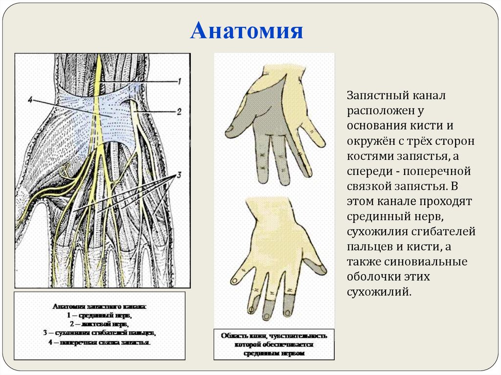 Срединный нерв запястья. Анатомия локтевого нерва в лучезапястном суставе. Топография срединного нерва на кисти. Срединный нерв в области лучезапястного сустава. Локтевой нерв анатомия иннервация.